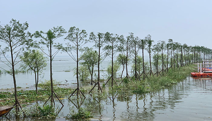 圖2： 南洞庭湖區水鬆生態景觀帶guanw